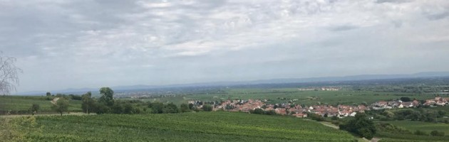 Nemški vinski svet skozi Sarine oči